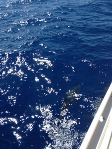 Con los delfines en el barco
